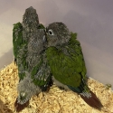 Conures super tame