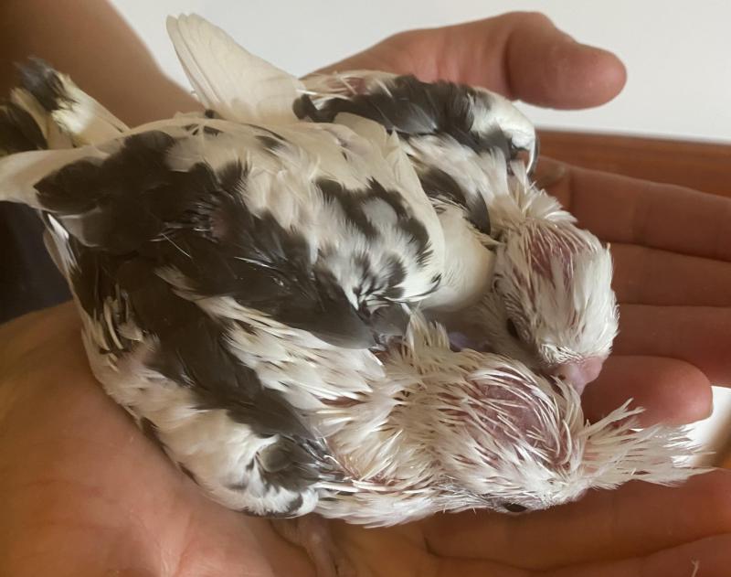 Cockatiels super tame