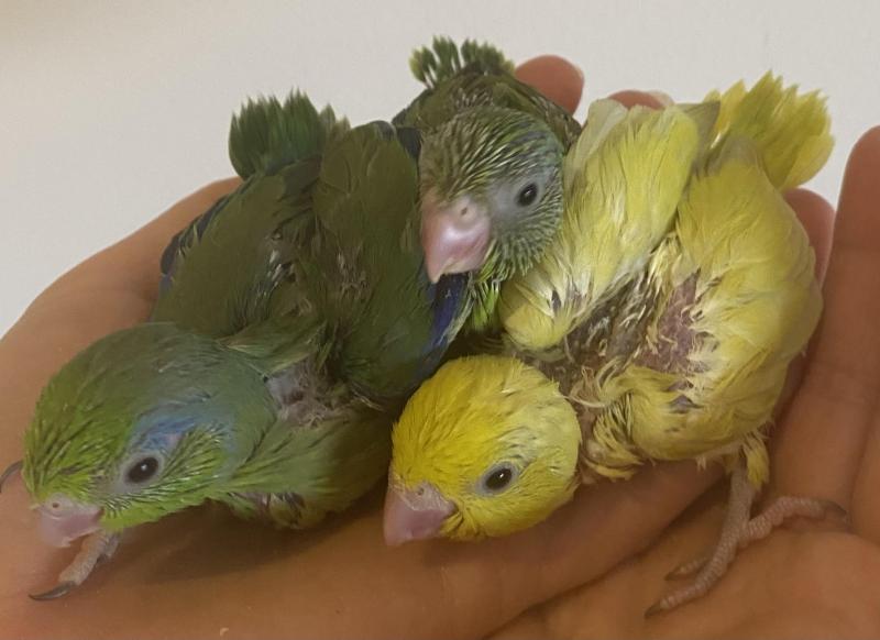 Parrotlets super tame