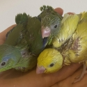 Parrotlets super tame