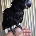 hand reared Samueli hen red-tailed black cockatoo