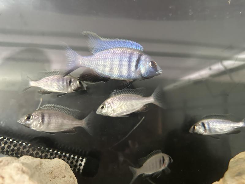 African cichlid colonies