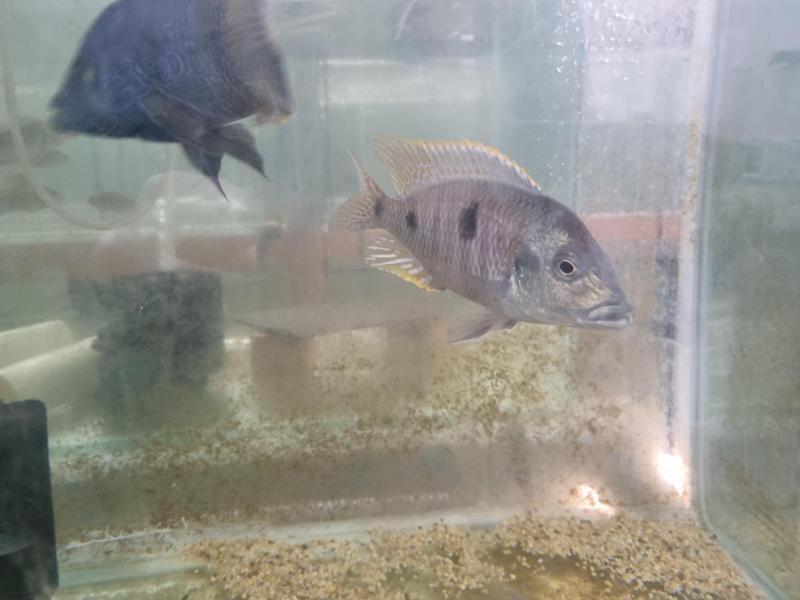 FS Adult Male Cichlids