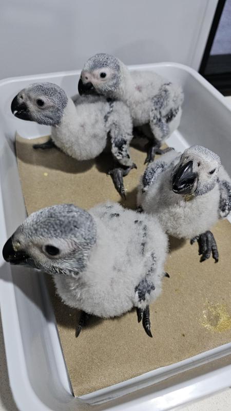 African Grey Hand Raised Babies DNA