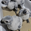 African Grey Hand Raised Babies DNA