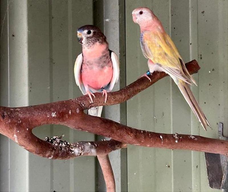 WTB PIED BOURKE PAIR