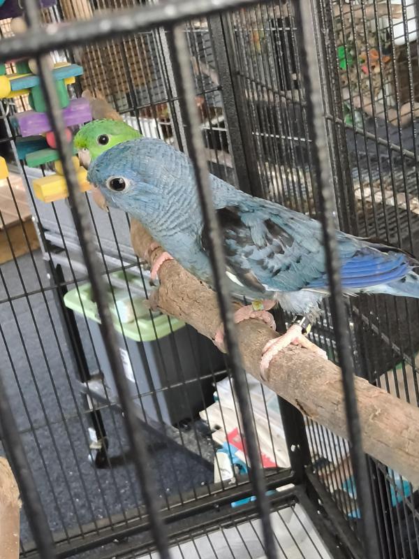 Pair of lineolated parrots