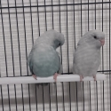 10 weeks old baby parrotlet $300 for the pair.