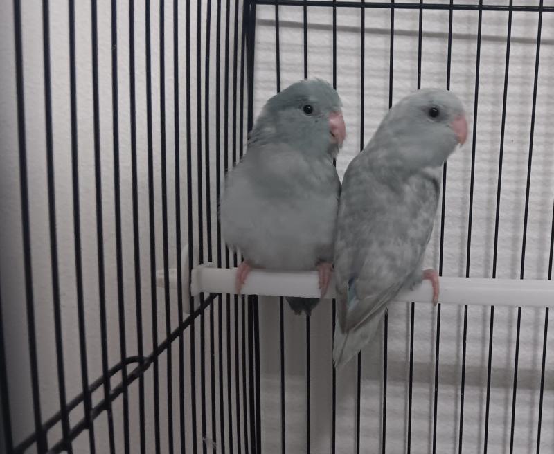 Baby parrotlet 10 weeks old hand raised. As pair.