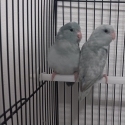 Baby parrotlet 10 weeks old hand raised. As pair.