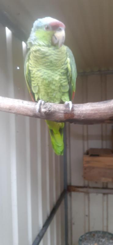 Lilac crown Amazons U/R pair