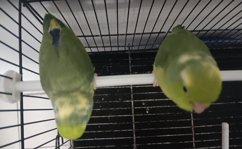 Male green pie female green pie baby parrotlet hand raised