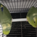 Male green pie female green pie baby parrotlet hand raised