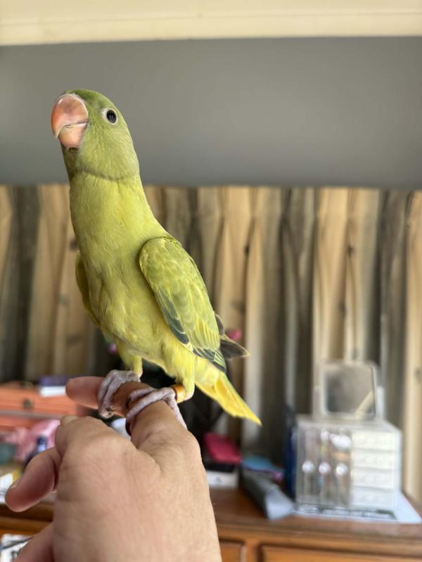 Hand raised baby Indian Ringnecks