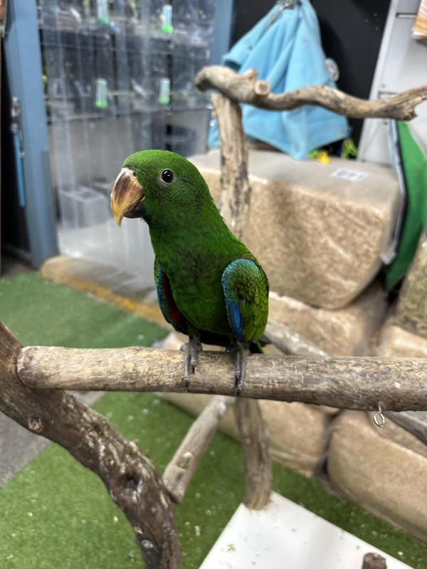 Handraised male eclectus