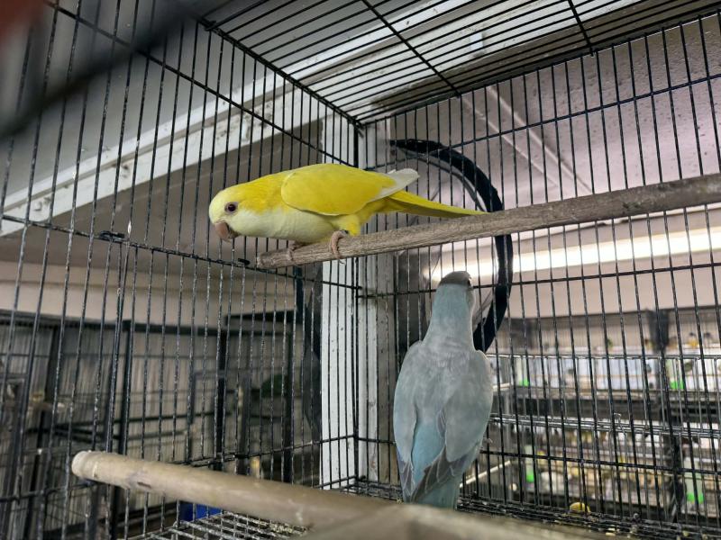 Breeding pair Quakers