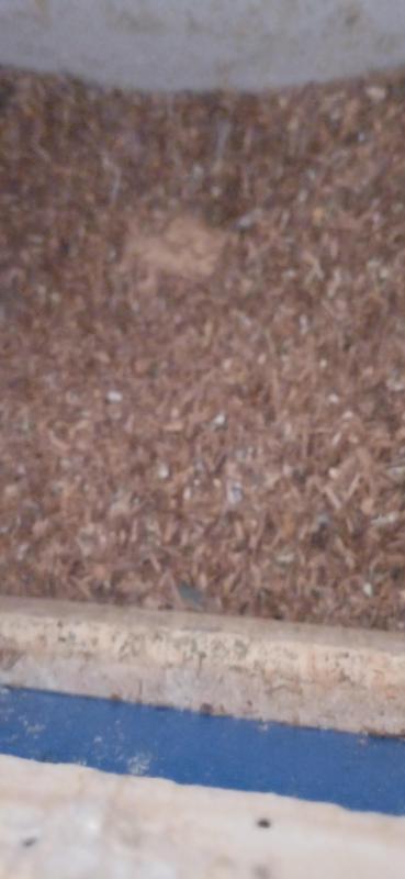 Heading home for xmas so will have available on the EP