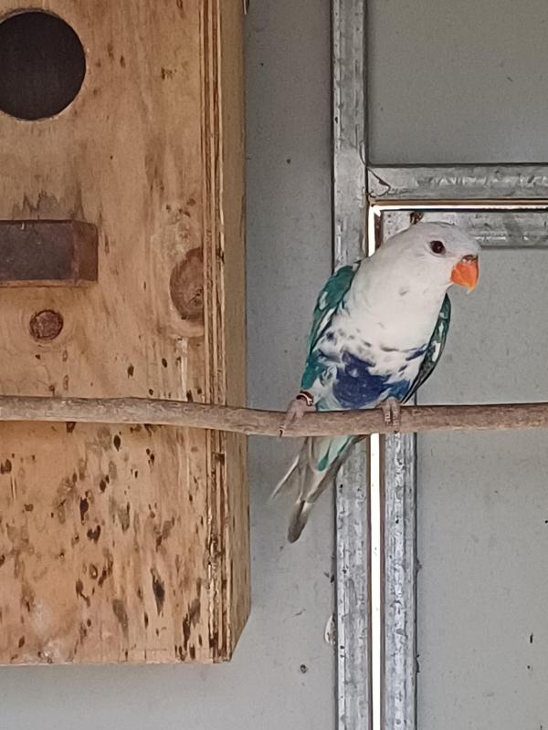 Blue Pied Rainbow Lorikeet pair
