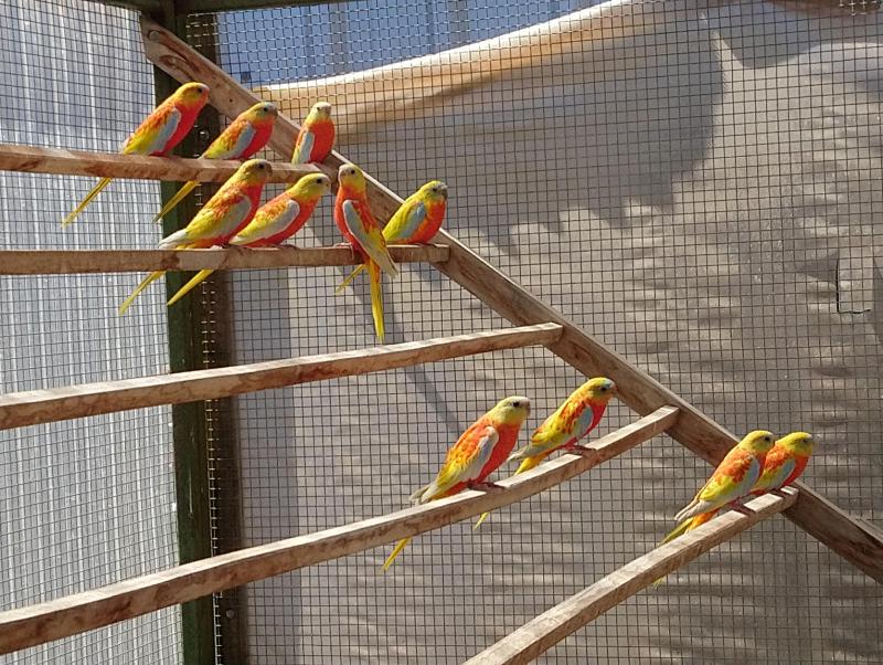 White faced cockatiels