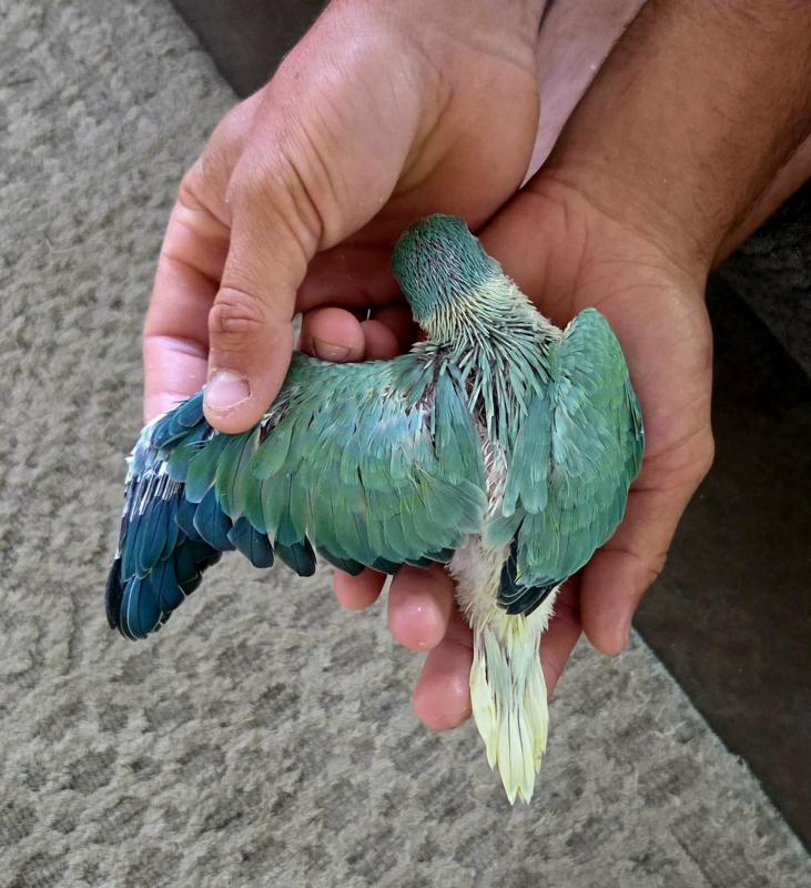 Mature opaline cleartail hen