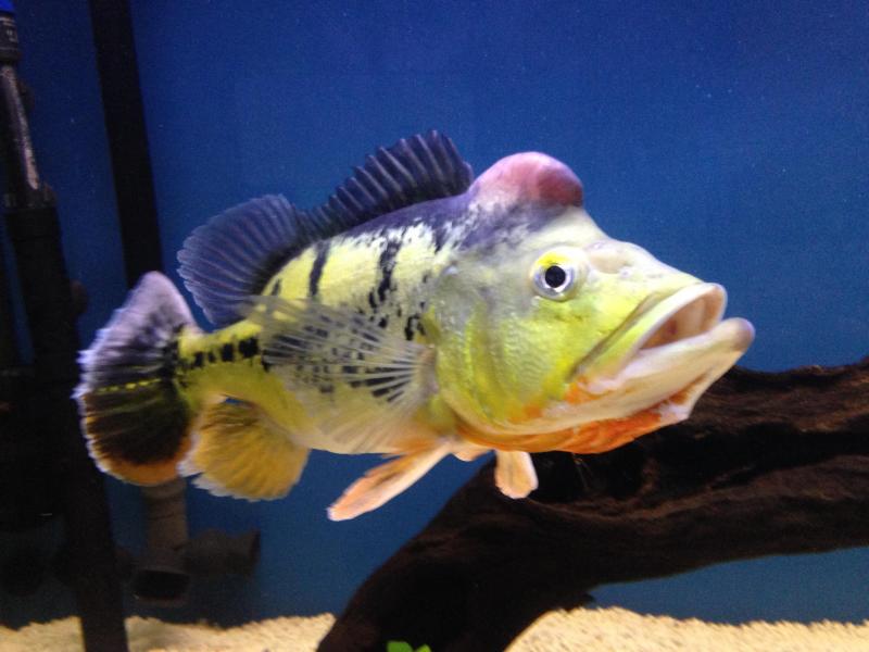 Want to buy MONO peacock bass
