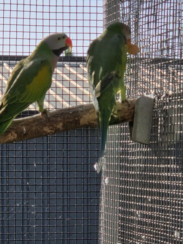 Moustache parrot Baby