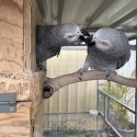 African grey pair
