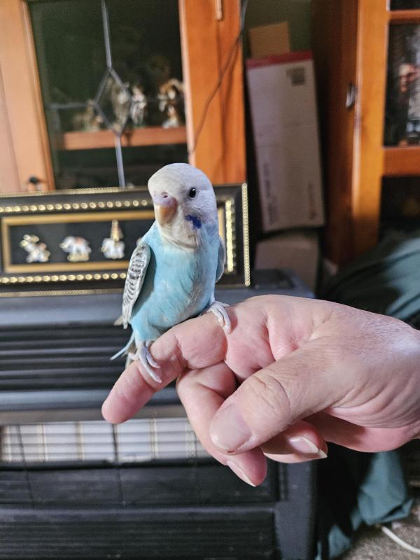 Handraised budgies 50 each