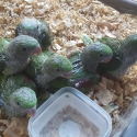 Alexandrine Eclectus parrots babies for hand raising