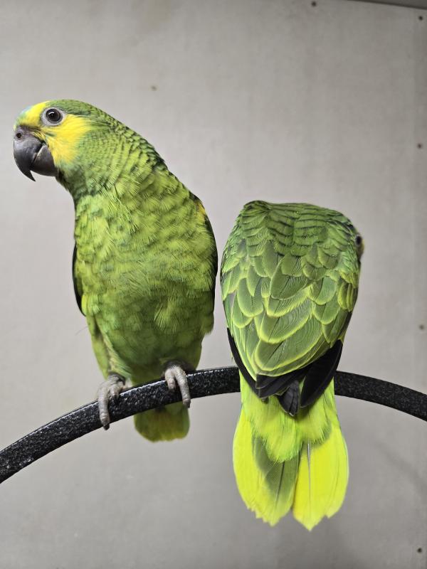 Handraised blue fronted amazons