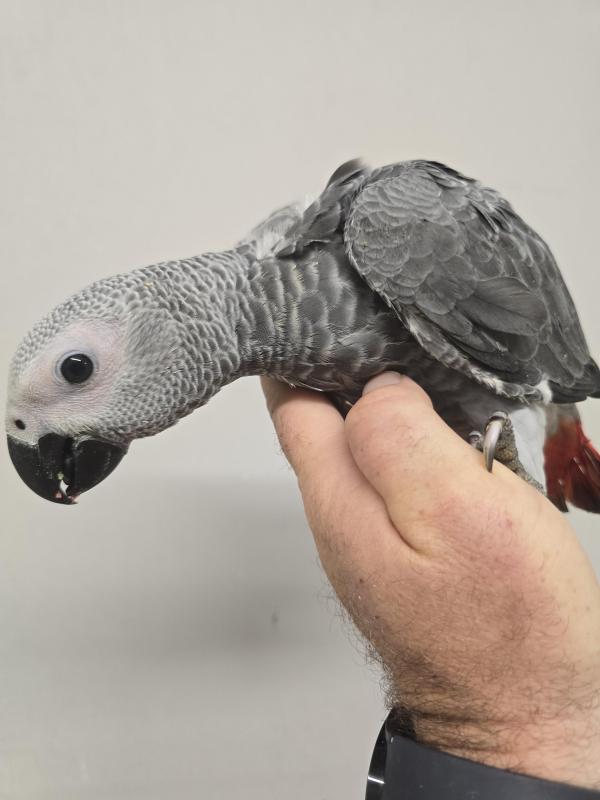Handraised African Grey males