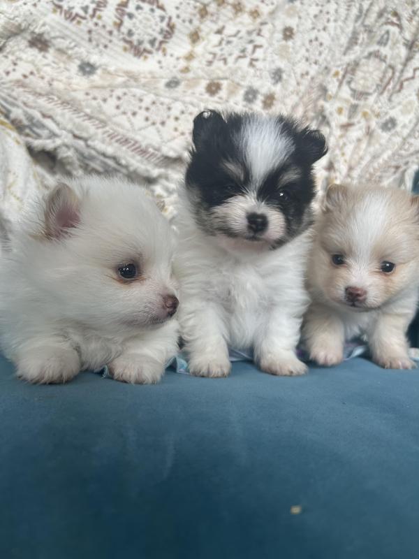 Purebred tiny teacup Pomeranian puppies