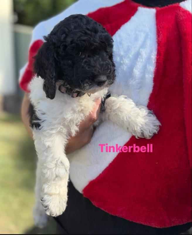 Standard Poodle Puppies