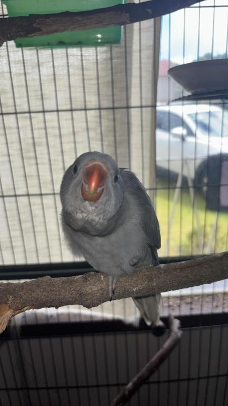 2 hand raised grey Indian Ringnecks