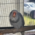 2 hand raised grey Indian Ringnecks