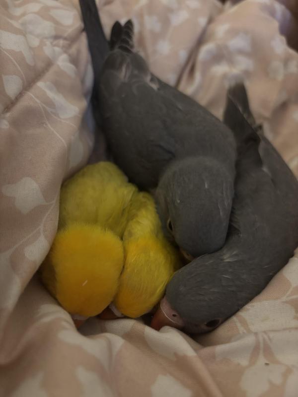 2 hand raised lovebirds must go together