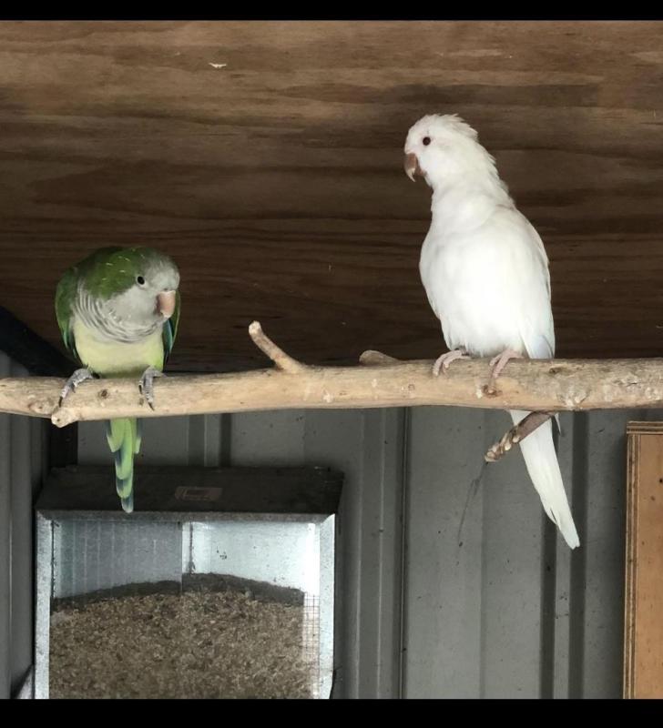 Breeding Pairs Of Quakers