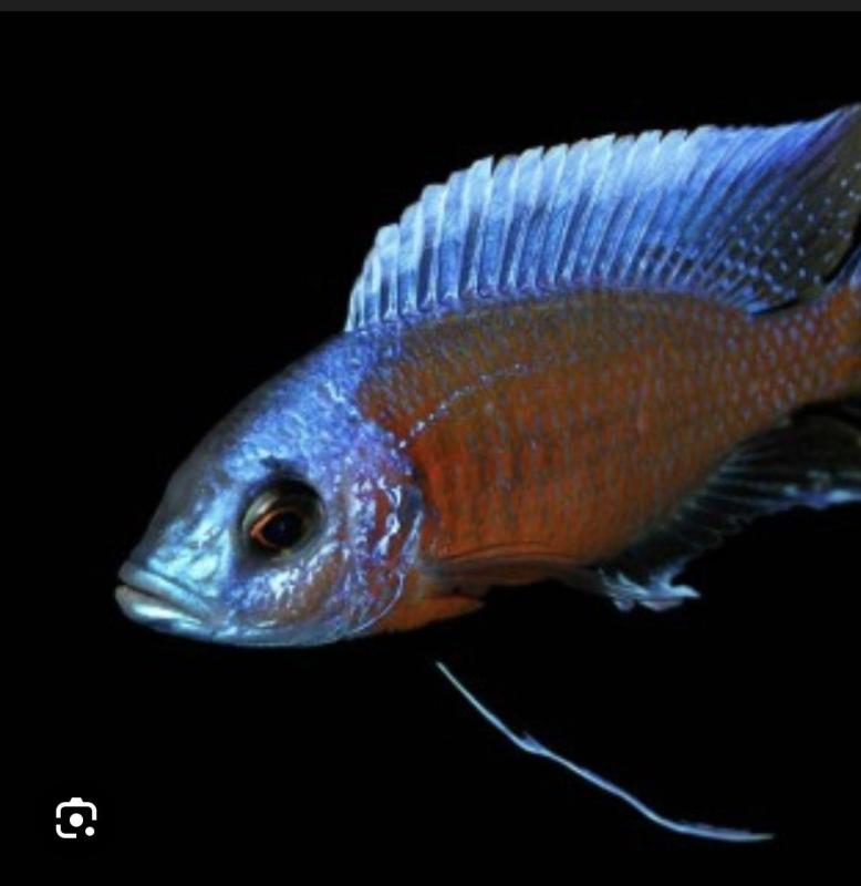 Nsw cichlid society meeting