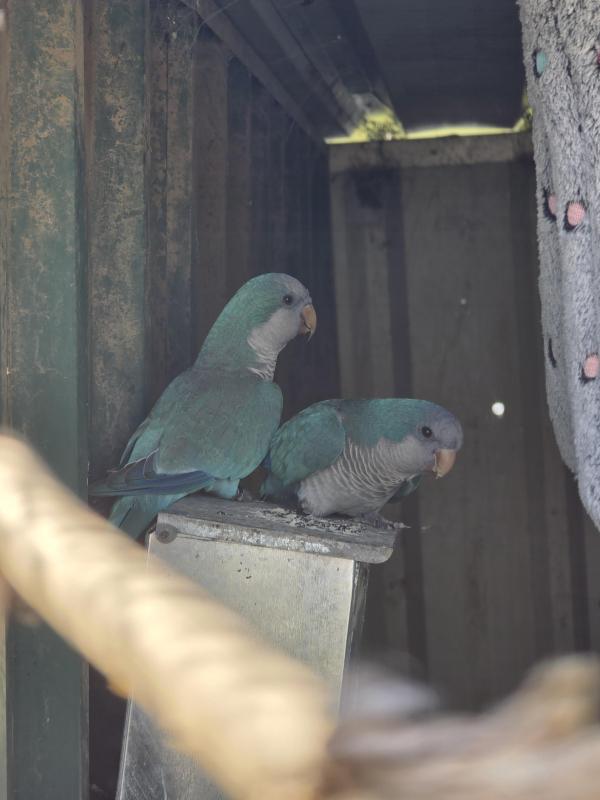 Downsize/Aviary Space Needed