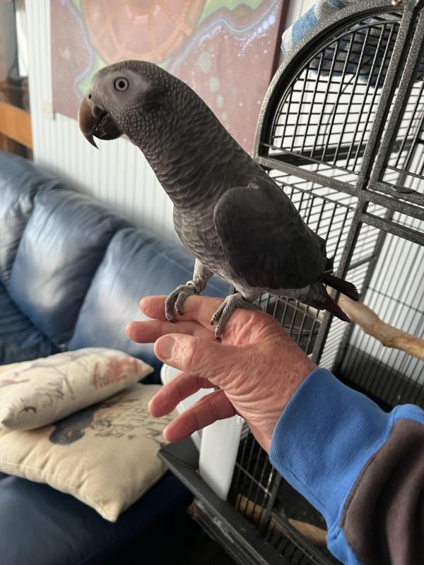 Timneh Grey Cockbird.