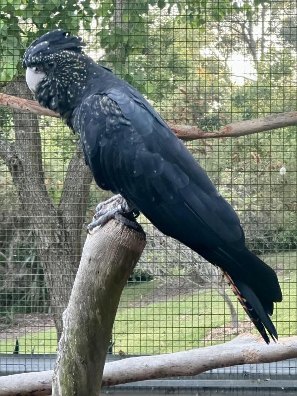 Red Tail Black Cockatoo Breeding Pair