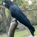 Red Tail Black Cockatoo Breeding Pair