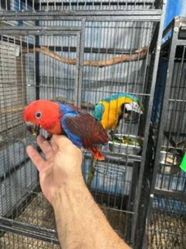 Alexandrine Eclectus parrots babies for hand raising