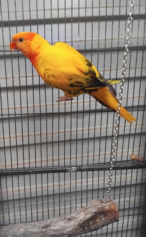 Wanted DF olive rainbow lorikeet female