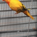 Wanted DF olive rainbow lorikeet female