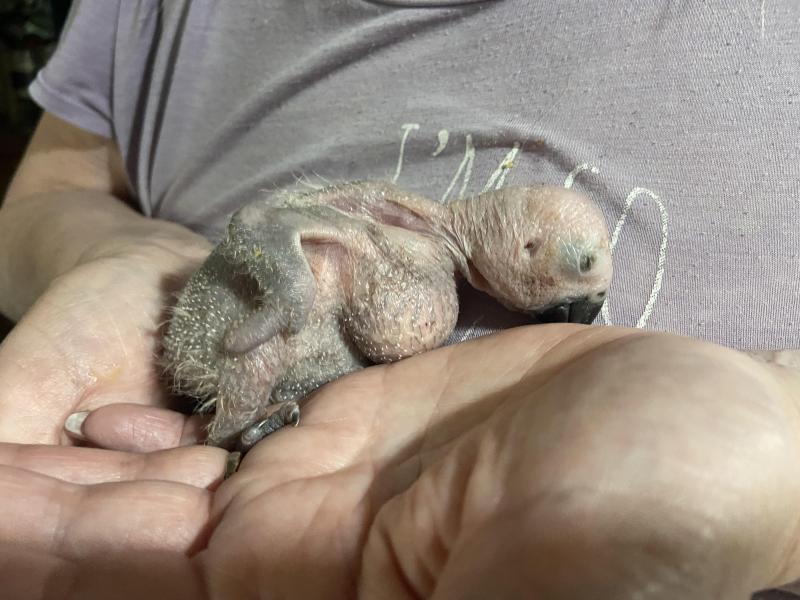 African Grey CONGO Baby