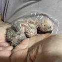 African Grey CONGO Baby
