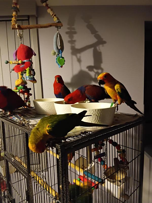 Hand raised companion birds eclectus suns