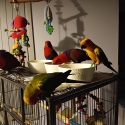 Hand raised companion birds eclectus suns