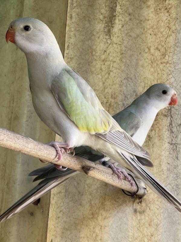 -  PRINCESS PARROT MUTATIONS -